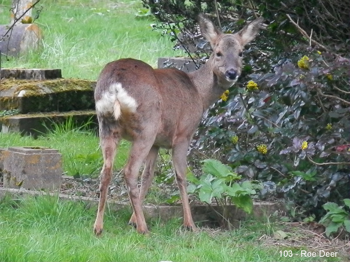 103 - Roe Deer